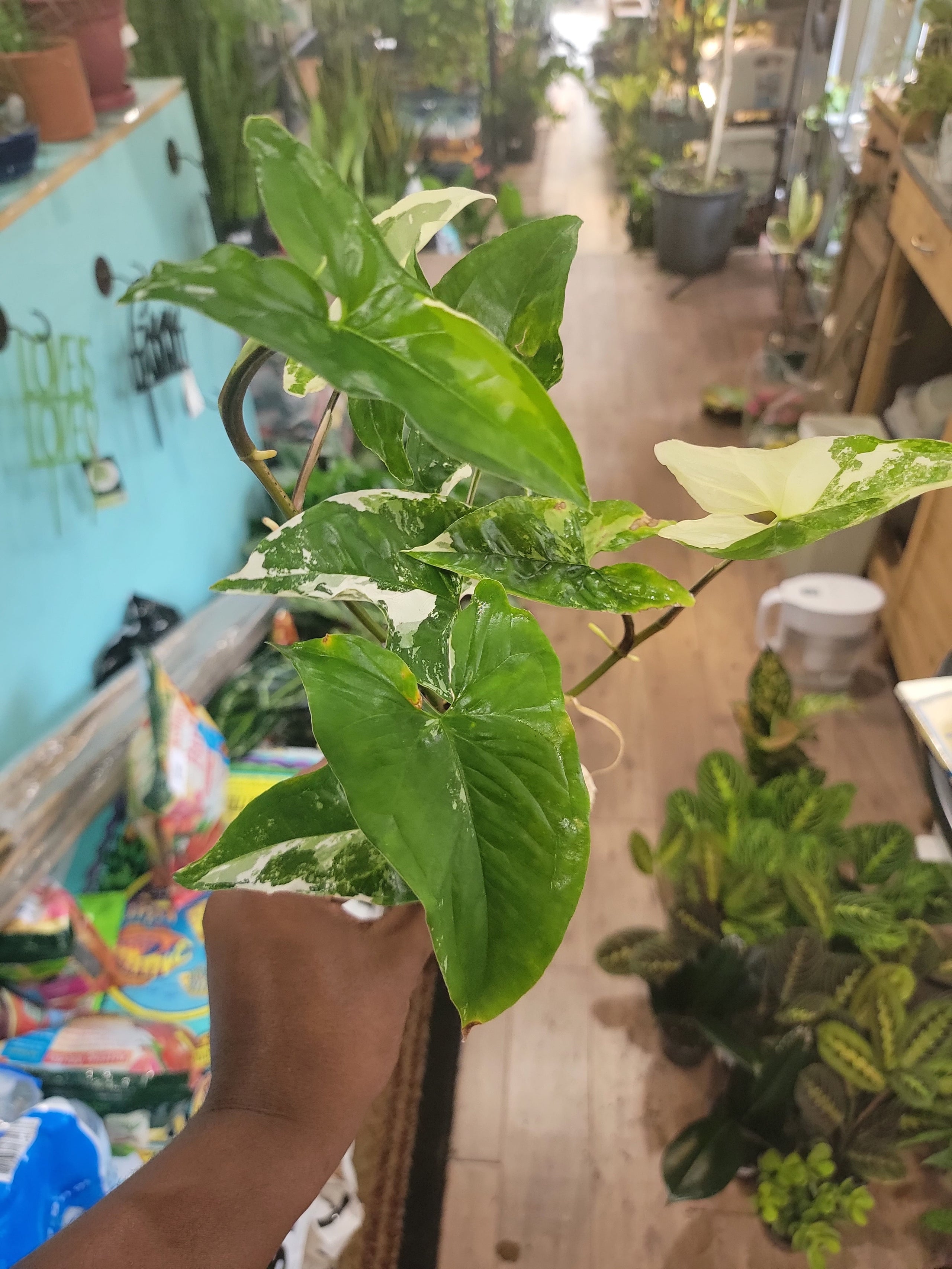 Syngonium Albo Var. 4inch Kelley Gardens, LLC