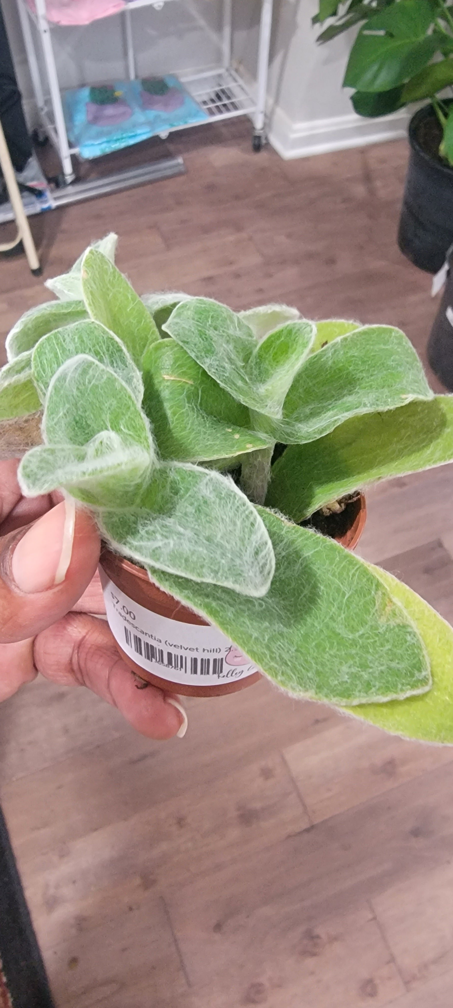 Tradescantia (velvet hill) 2.5" Kelley Gardens, LLC