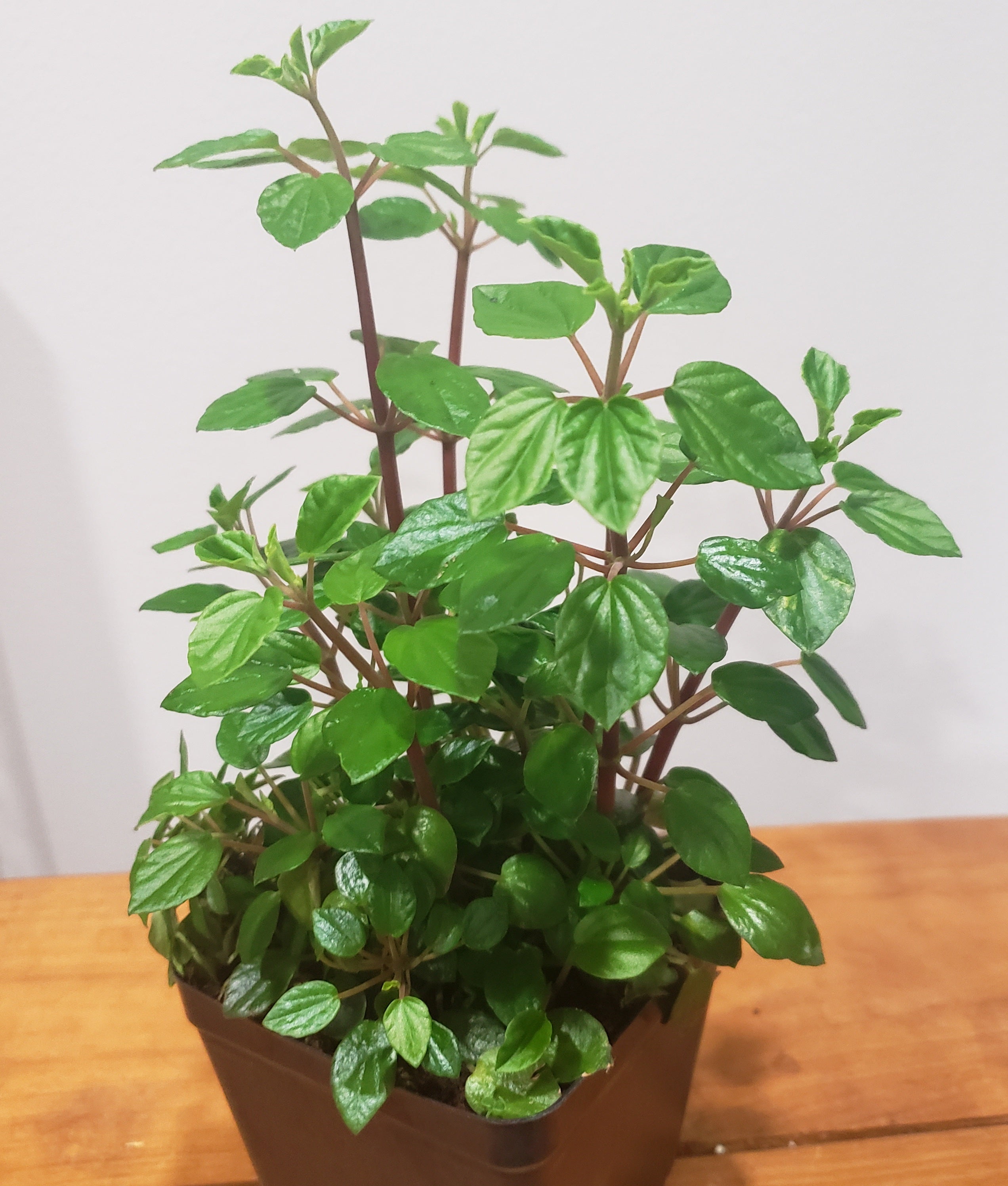 Peperomia Fraseri 4inch | Kelley Gardens, LLC