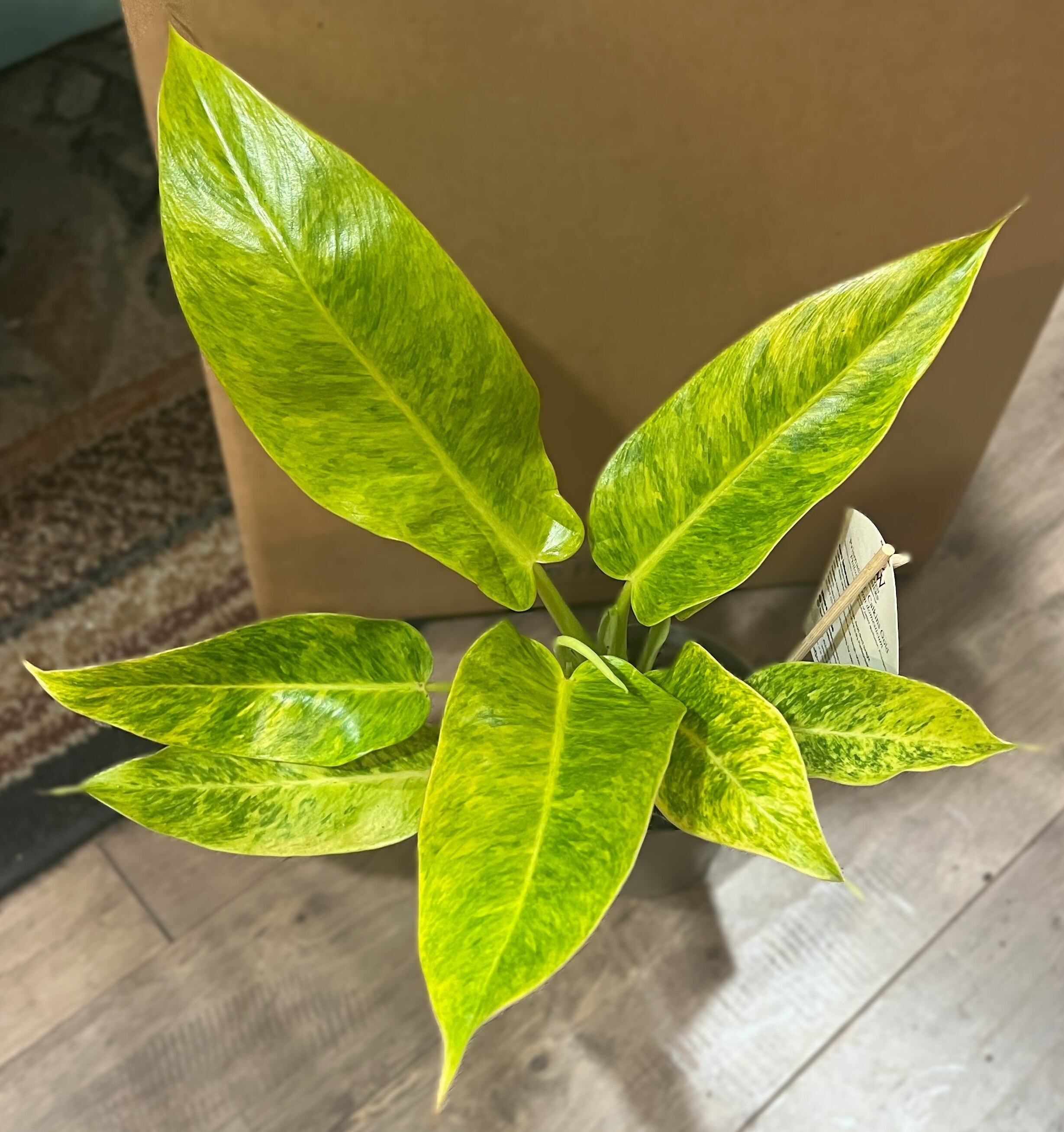 Philodendron Calkins Gold 5inch Kelley Gardens, LLC