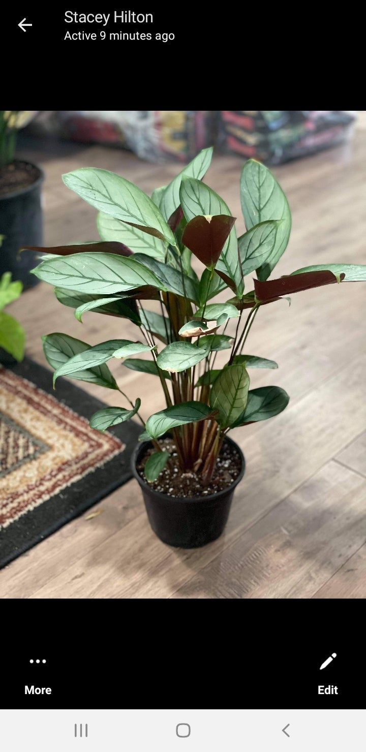 Calathea Setosa 6inch Kelley Gardens, LLC